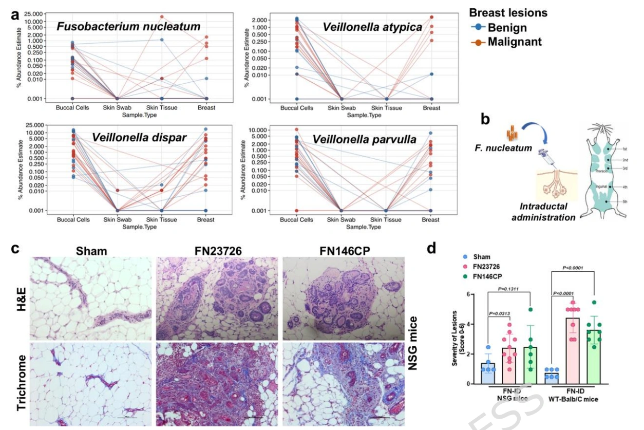 图源：A pro-carcinogenic oral microbe internalized by breast cancer cells promotes mammary tumorigenesis