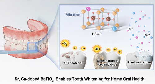 图源：Sr-, Ca-Doped BaTiO3 with Synergistic Piezoelectric Catalysis and Microbial Balance Effects Enables Tooth Whitening for Home Oral Health