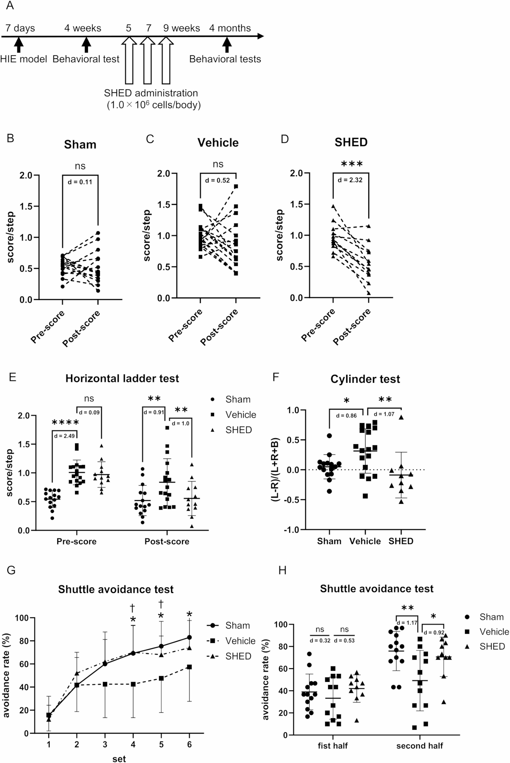 SHED 给药对脑瘫模型运动和记忆学习障碍的影响