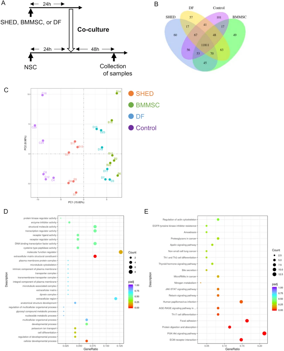 共培养神经干细胞的 RNA 测序分析