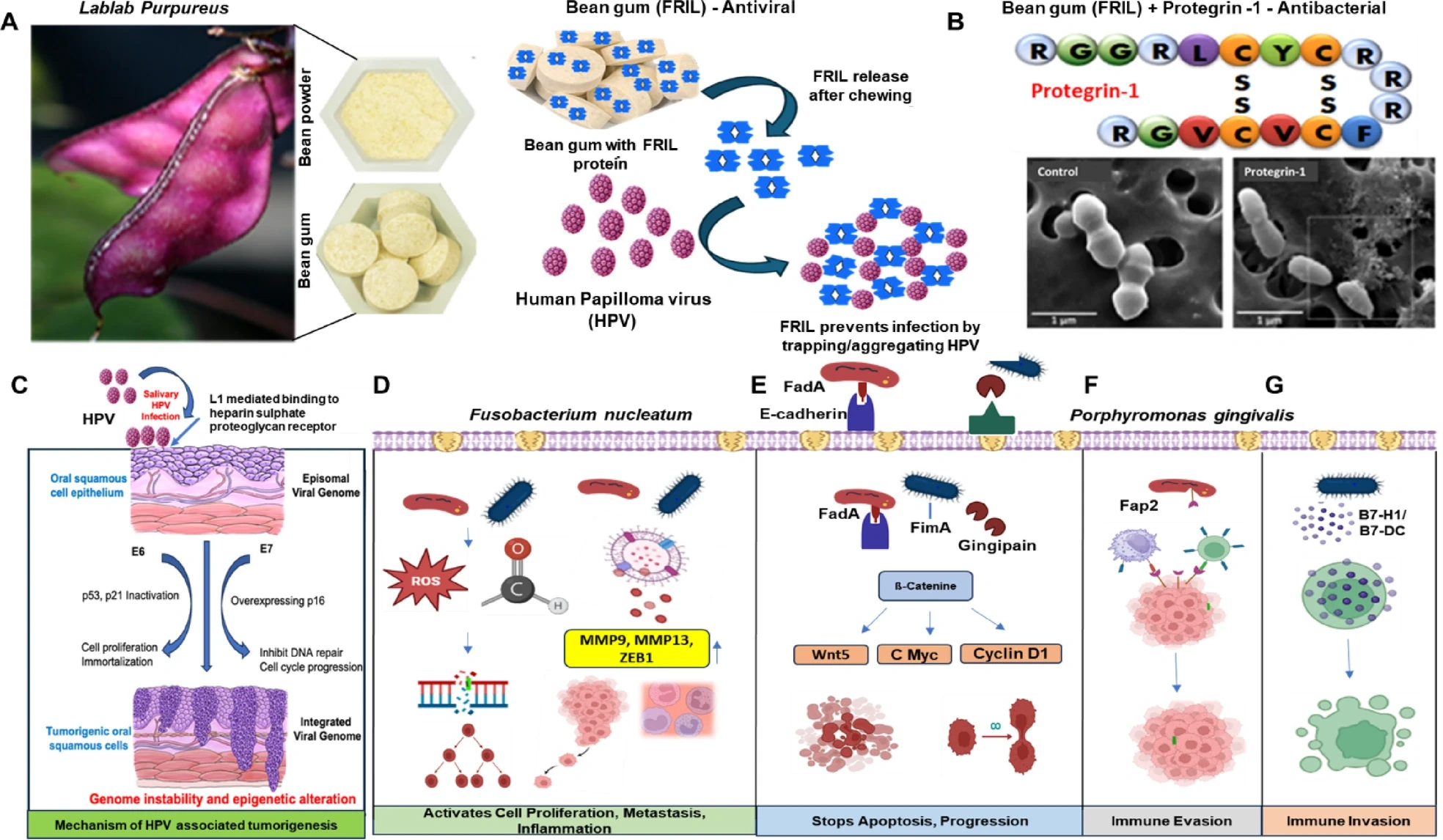 图源：Ex vivo HNSCC clinical studies using saliva and antiviral or antibacterial chewing gums reveal reduction in carcinogenic microbes