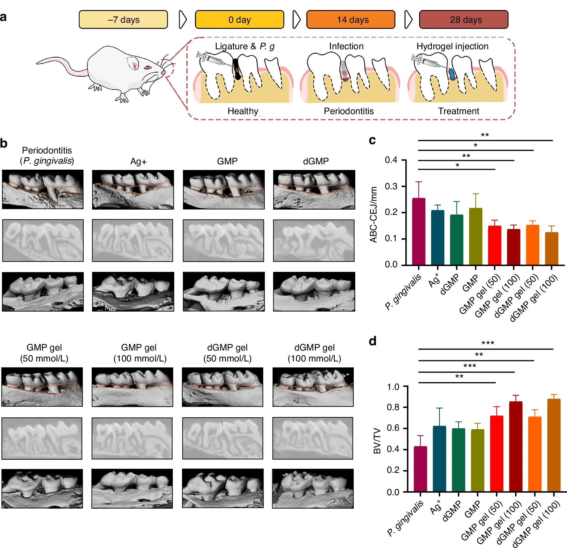 图源：《Machine learning-driven discovery of therapeutic nucleoside hydrogels for periodontitis》
