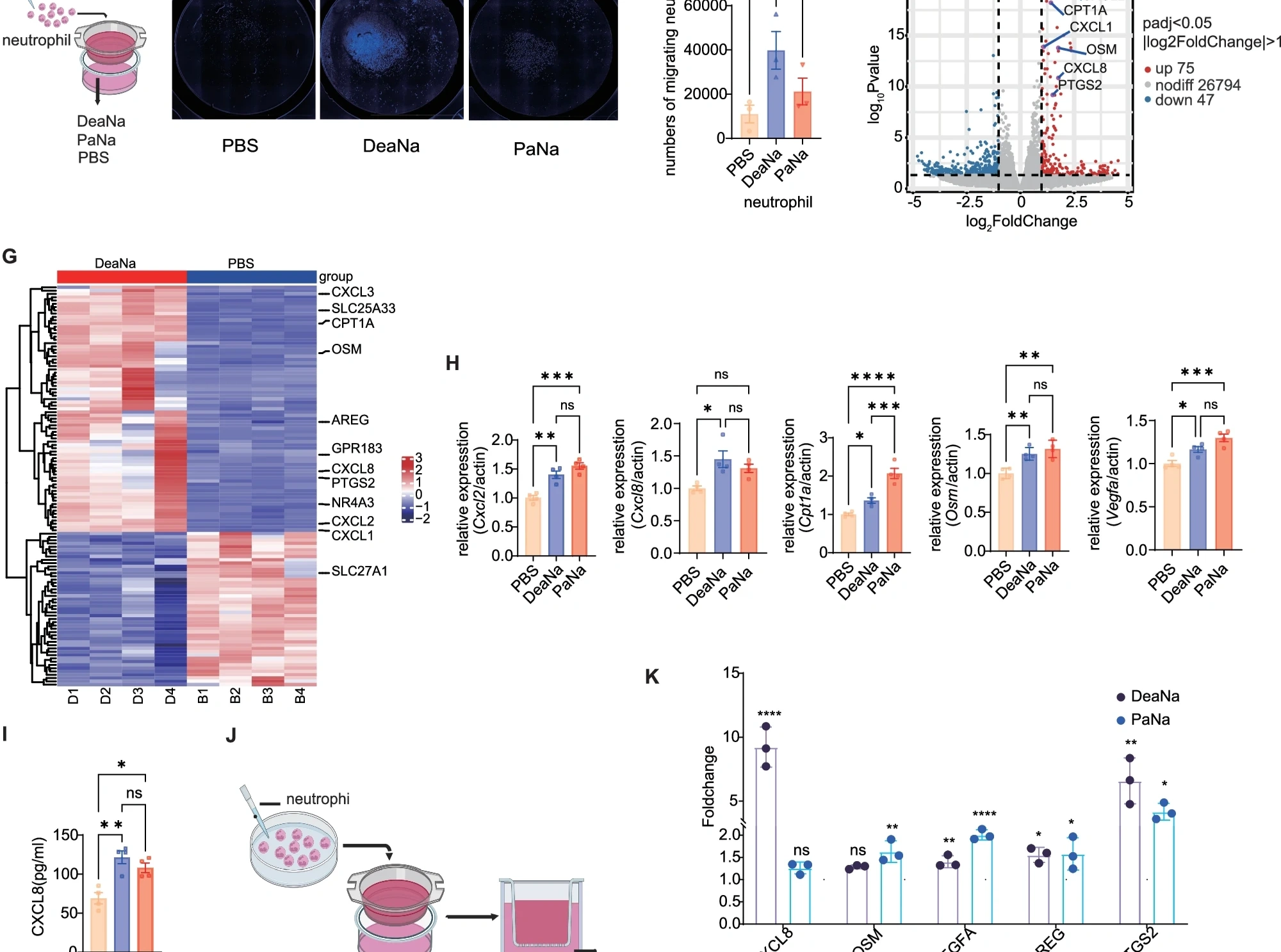 图源：Fusobacterium periodonticum promotes colorectal tumorigenesis via decanoic acid-driven neutrophil chemotaxis