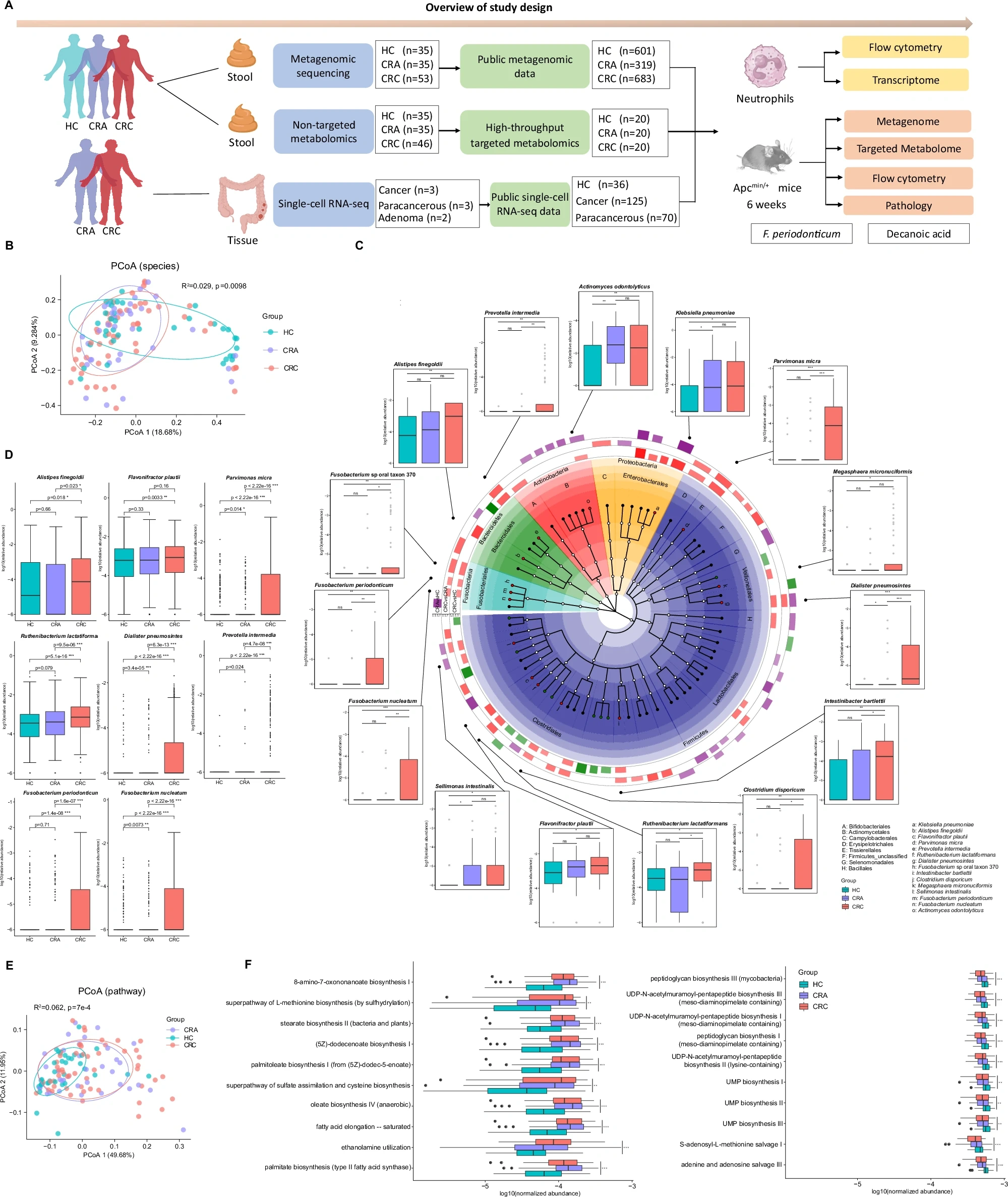 图源：Fusobacterium periodonticum promotes colorectal tumorigenesis via decanoic acid-driven neutrophil chemotaxis