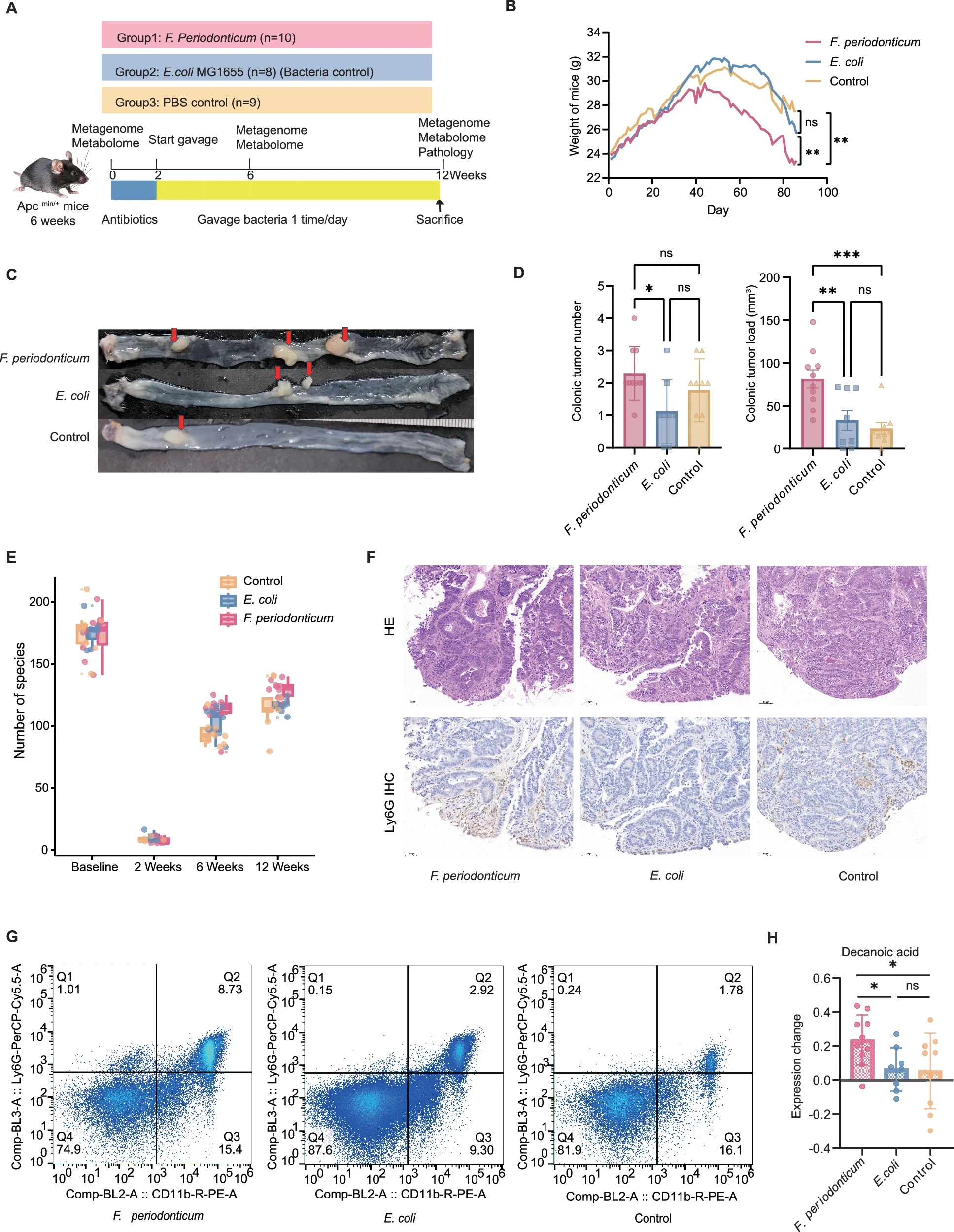图源：Fusobacterium periodonticum promotes colorectal tumorigenesis via decanoic acid-driven neutrophil chemotaxis