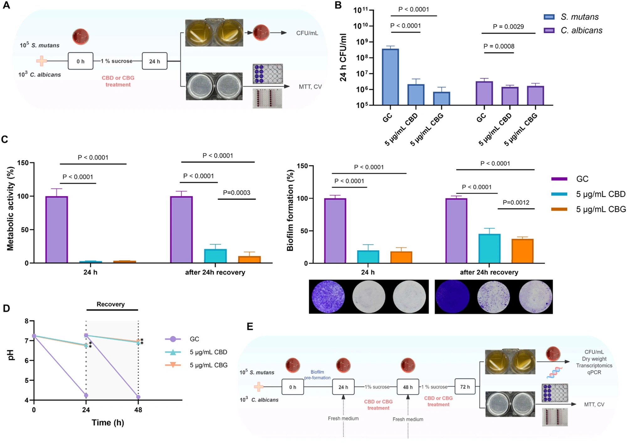 图源：Cannabidiol and Cannabigerol Modulate Cariogenic Virulence in Cross-Kingdom Biofilms In Vitro