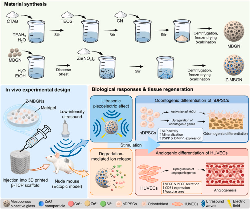 图源：Piezoelectric ZnO-incorporated bioactive glass nanospheres for enhanced odontogenic differentiation and angiogenesis
