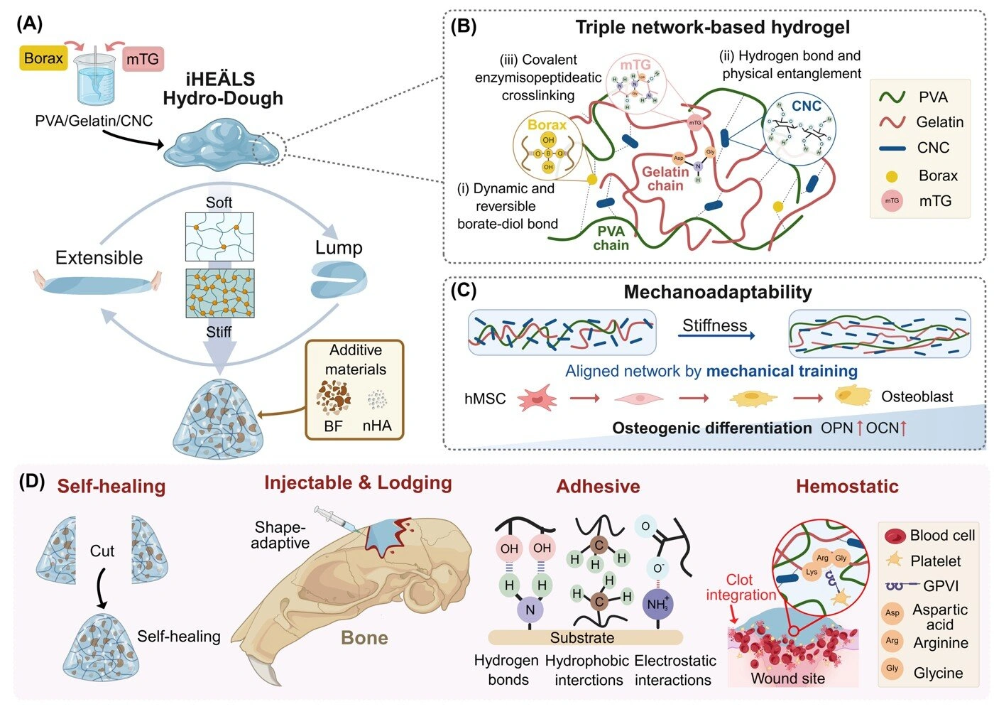 图源：Play-Doh Inspired a Transformative, Shape-Adaptive iHEÄLS Enabling Post-Crosslinking Mechanical-Biological Modulation and Its Effectiveness in Musculoskeletal Repair