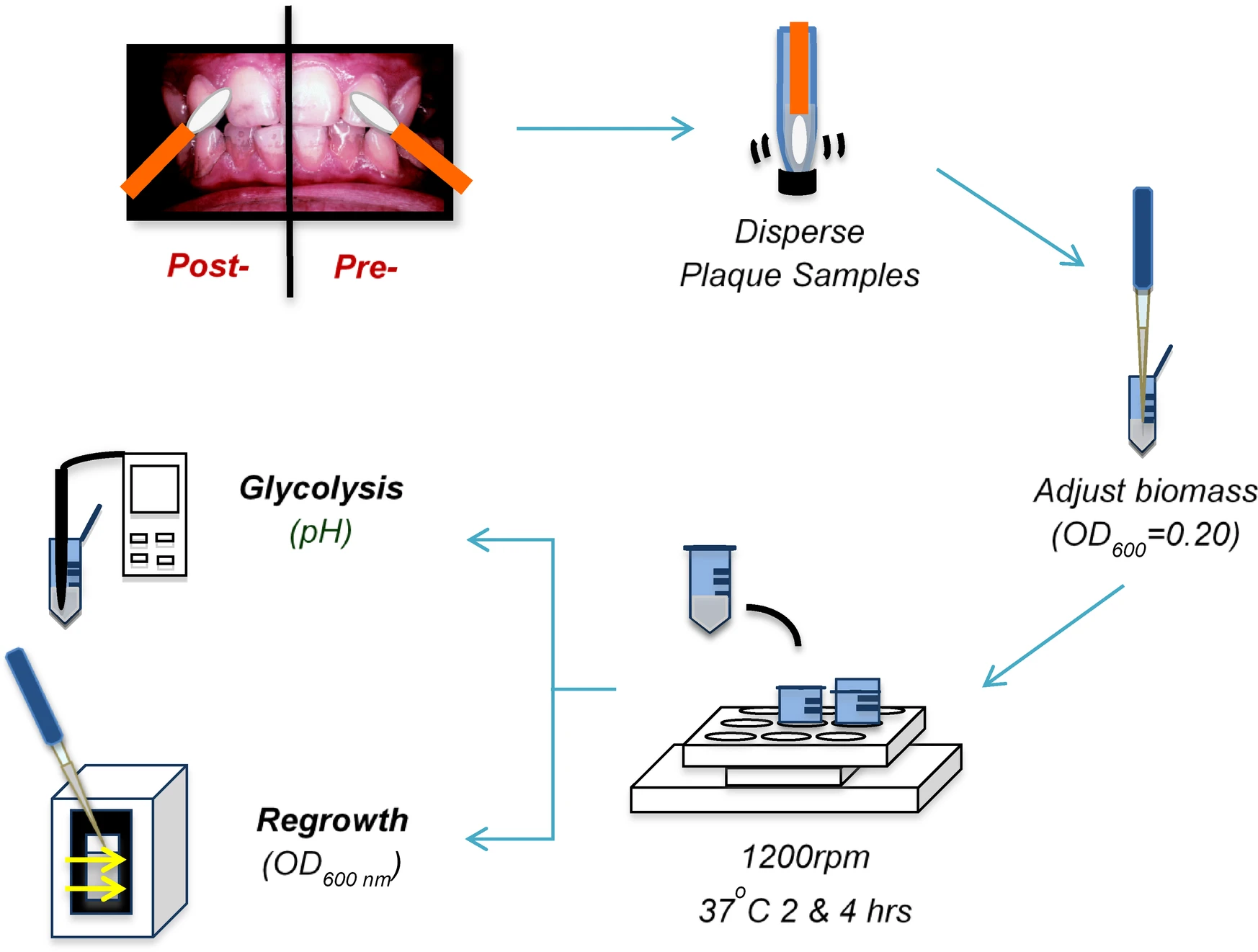 图源：In vivo exposure to cranberry juice suppresses dental plaque regrowth and acid production in adults and children: a PGRM study