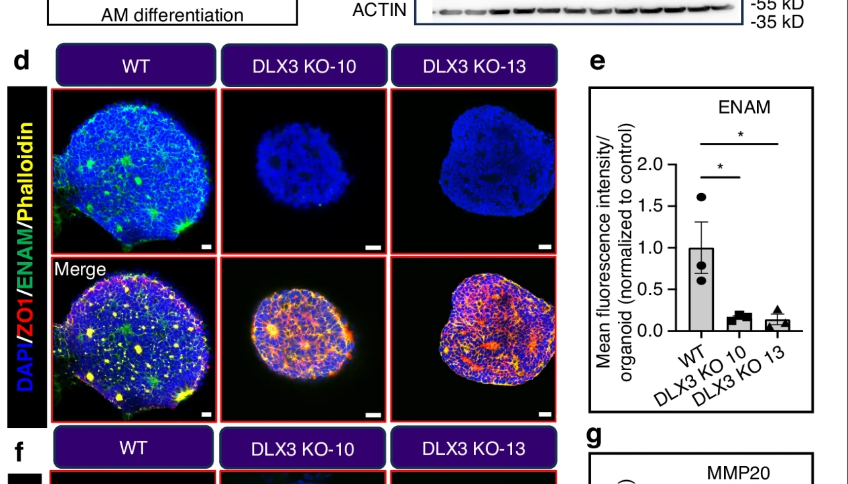 Source: Soluble Notch agonist enables human ameloblast maturation and enamel-like tissue formation for tooth regeneration