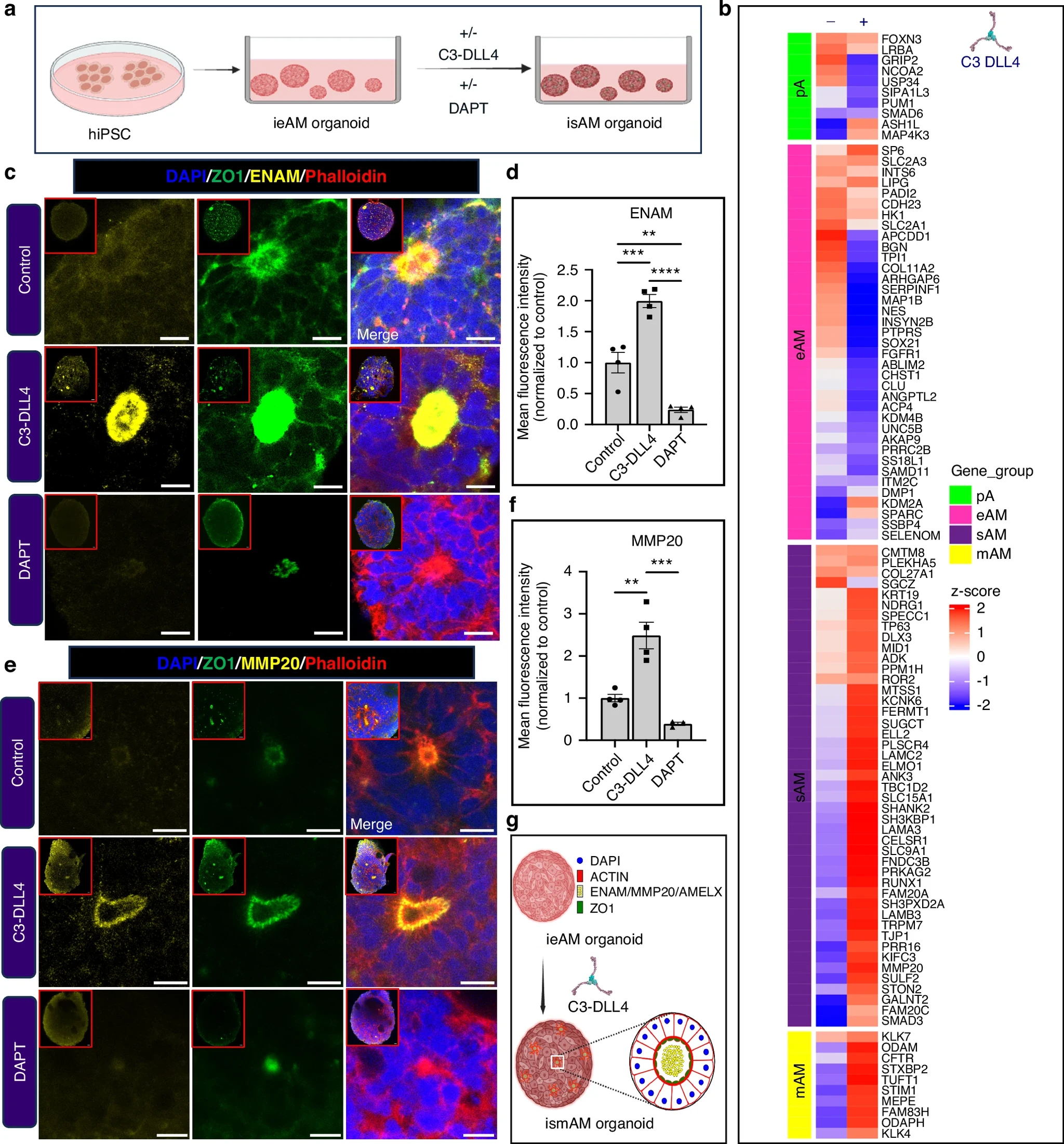 Source: Soluble Notch agonist enables human ameloblast maturation and enamel-like tissue formation for tooth regeneration