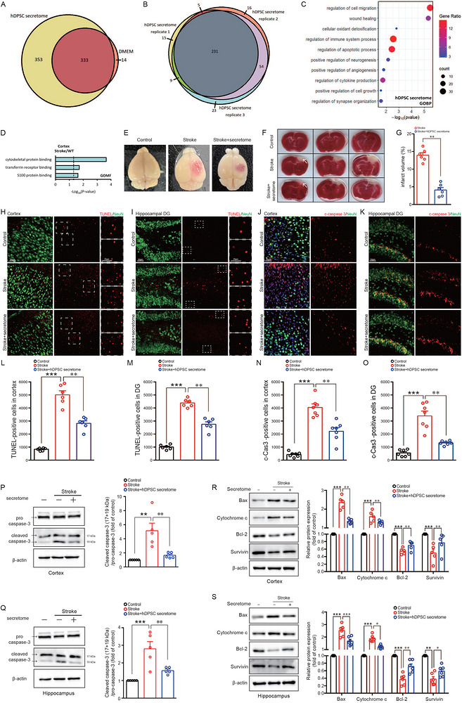 Source: Human Dental Pulp Stem Cell Secretome Restores Ischemic Stroke–Impaired Motor and Cognitive Functions by Reprogramming Redox and Inflammatory Signaling